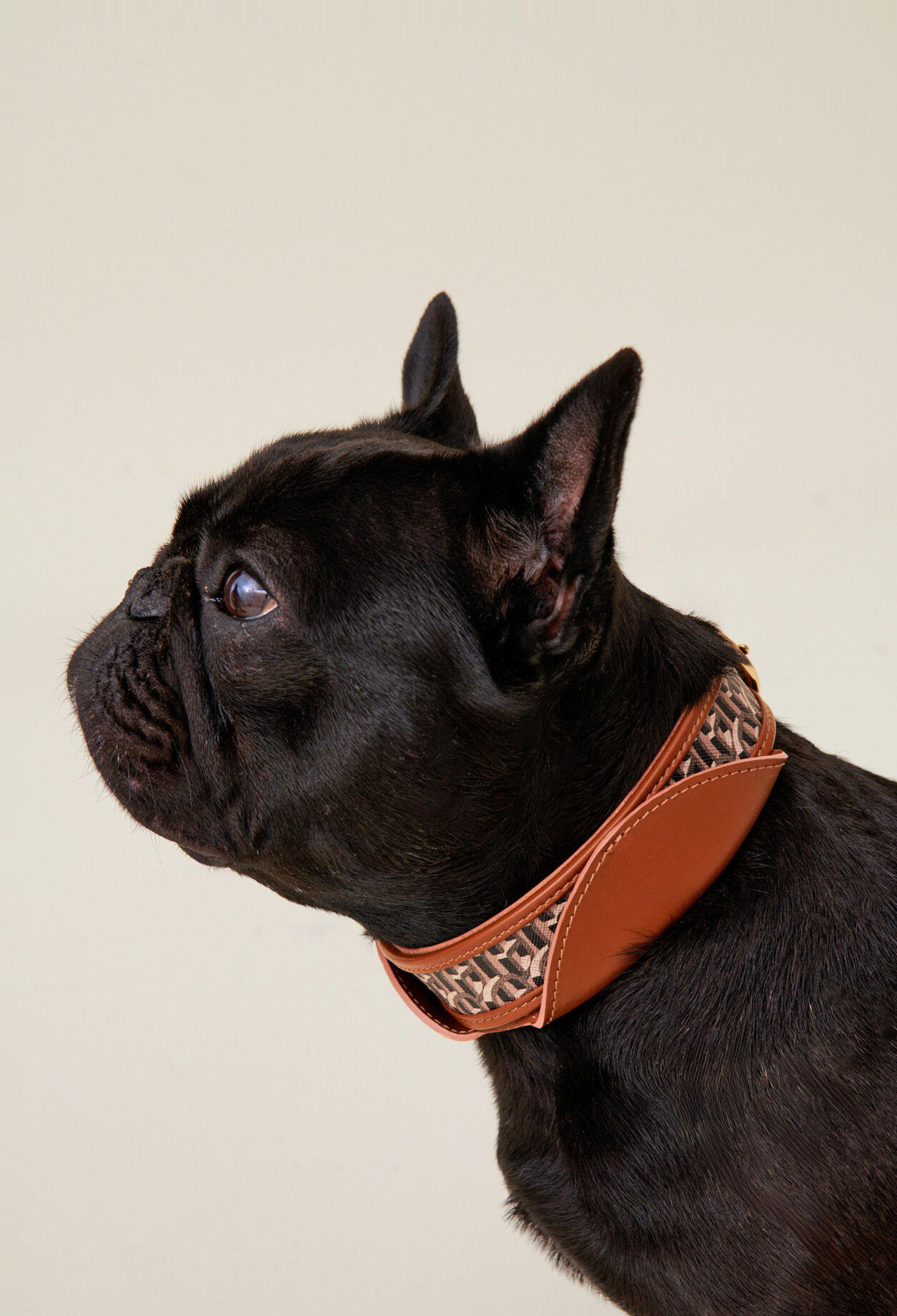 Monogrammed CP dog collar