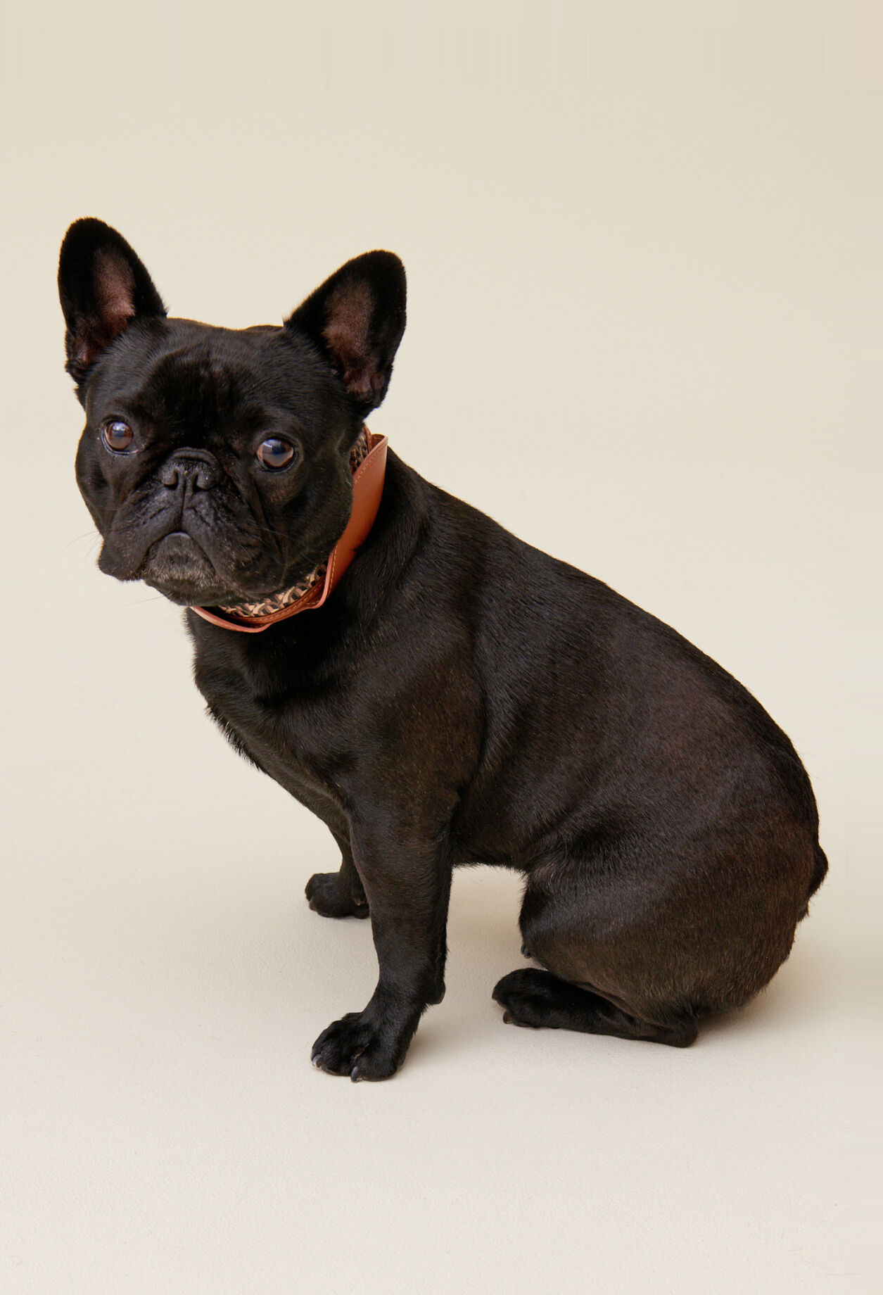 Monogrammed CP dog collar